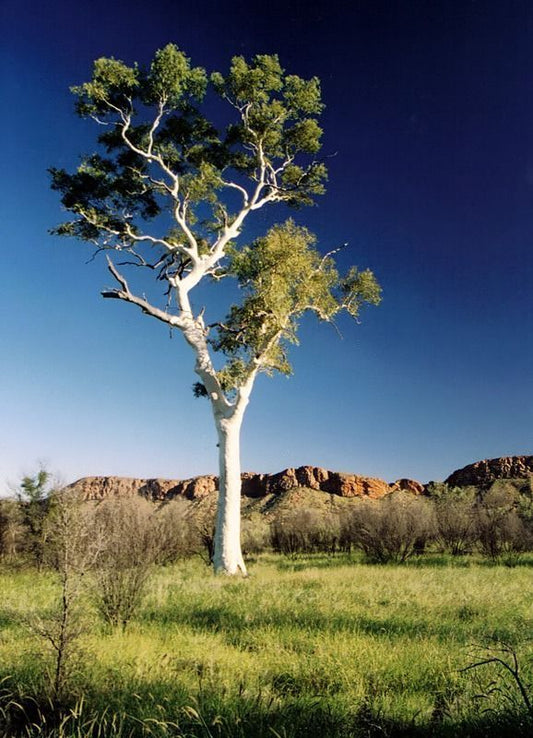 Eucalyptus