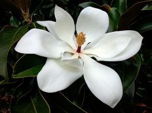 Magnolia