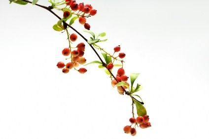 Pepperberry Mistletoe