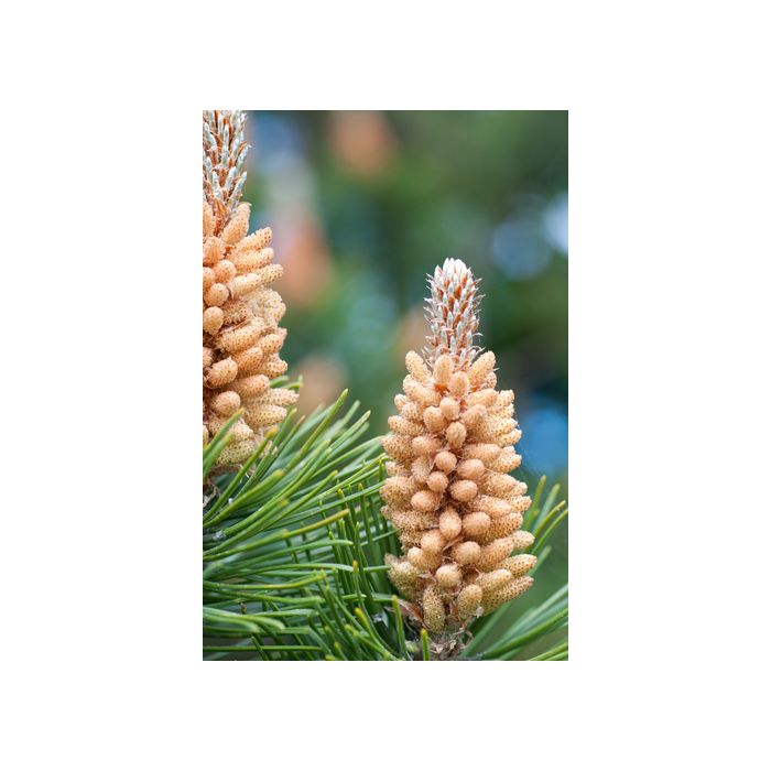 Scotch PIne