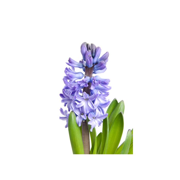 Hyacinth