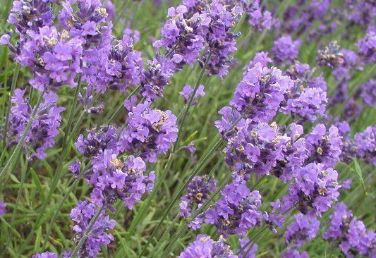 Lavender