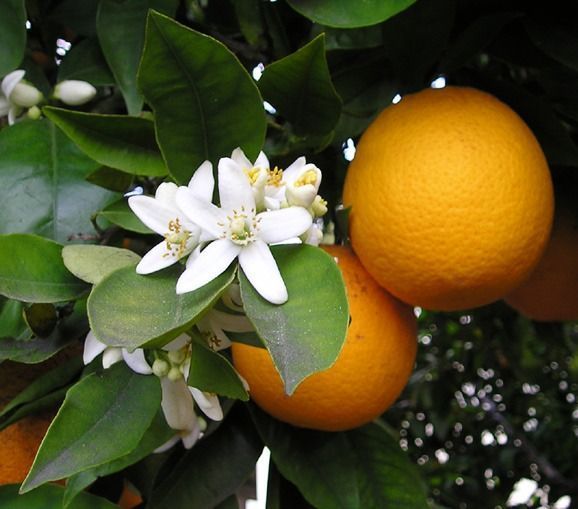 Orange Blossom